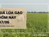 Giá lúa gạo hôm nay ngày 07/06/2024: Xu hướng tăng nhẹ với gạo nguyên liệu