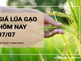 Giá lúa gạo hôm nay ngày 07/07/2024: Một tuần biến động nhẹ, giá gạo xu hướng tăng