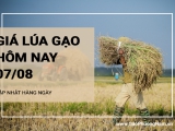 Giá lúa gạo hôm nay ngày 07/08/2024: Giá gạo tiếp tục điều chỉnh tăng