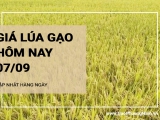 Giá lúa gạo hôm nay ngày 07/09/2024: Giá lúa hôm nay duy trì ổn định