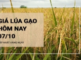 Giá lúa gạo hôm nay ngày 07/10/2023: Giá gạo IR 504 tăng nhẹ 100đồng/kg