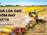 Giá lúa gạo hôm nay ngày 07/10/2024: Giá gạo bán lẻ tăng nhẹ