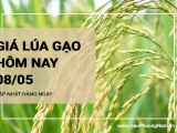Giá lúa gạo hôm nay ngày 08/05/2024: Giá lúa nếp tăng 300 đồng/kg