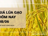 Giá lúa gạo hôm nay ngày 08/06/2024: Giá lúa đi ngang, giá gạo dao động