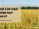 Giá lúa gạo hôm nay ngày 08/07/2024: Giá gạo tăng nhẹ 50 đồng/kg với gạo nguyên liệu