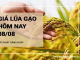 Giá lúa gạo hôm nay ngày 08/08/2024: Thị trường gạo giá tăng nhẹ