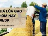 Giá lúa gạo hôm nay ngày 08/09/2024: Thị trường giao dịch chậm, duy trì ổn định