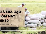 Giá lúa gạo hôm nay ngày 08/10/2023: Giá lúa giảm, giá gạo tăng