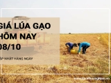 Giá lúa gạo hôm nay ngày 08/10/2024: Giá lúa tiếp tục đi ngang