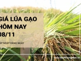 Giá lúa gạo hôm nay 8/11/2024: Giá lúa tăng, giảm trái chiều 100 - 300 đồng/kg; giá gạo tăng 50-100 đồng/kg