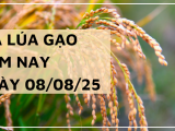 Giá Lúa Gạo Hôm Nay Ngày 8/8/2025: Gạo Xuất Khẩu Bất Ngờ Tăng Mạnh