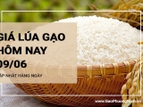 Giá lúa gạo hôm nay ngày 09/06/2024: Thị trường trong nước duy trì ổn định