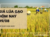 Giá lúa gạo hôm nay ngày 09/08/2024: Giá lúa gạo đồng loạt tăng  nhẹ