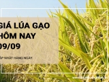 Giá lúa gạo hôm nay ngày 09/09/2024: Biến động trái chiều với giá lúa và gạo