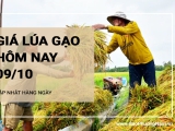 Giá lúa gạo hôm nay ngày 09/10/2024: Giá gạo tại chợ giảm nhẹ