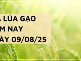Giá Lúa Gạo Hôm Nay Ngày 9/8/2025: Xuất Khẩu Tăng Tốc, Doanh Nghiệp Thêm Cơ Hội