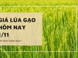 Giá lúa gạo hôm nay ngày 01/11/2023: Giá gạo nguyên liệu trắng bình ổn