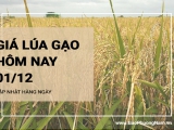 Giá lúa gạo hôm nay ngày 01/12/2023: Giao dịch lúa mới lai rai, nhiều đè ép giá gạo