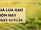 Giá lúa gạo hôm nay 11/11/2024: Giá gạo xuất khẩu 5% tấm neo cao nhất trong khu vực