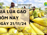 Giá lúa gạo hôm nay 21/11/2024: Giá gạo xuất khẩu giảm mạnh 13 USD/tấn