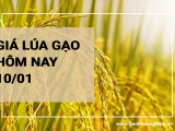 Giá lúa gạo hôm nay 10/01/2024: Giá lúa các loại giữ ở mức cao