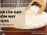 Giá lúa gạo hôm nay ngày 10/05/2024: Lúa OM 380 tăng mạnh 200 đồng/kg
