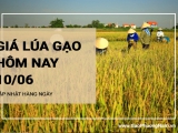 Giá lúa gạo hôm nay ngày 10/06/2024:  Giá gạo giảm mạnh 250 -350 đồng/kg