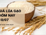 Giá lúa gạo hôm nay ngày 10/07/2024: Giá gạo đồng loạt giảm 100 - 150 đồng/kg