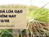 Giá lúa gạo hôm nay ngày 10/08/2024: Giá lúa duy trì ổn định so với hôm qua