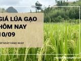 Giá lúa gạo hôm nay ngày 10/09/2024:  Khu vực ĐBSCL tăng với mặt hàng gạo