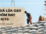 Giá lúa gạo hôm nay ngày 10/10/2024: Giá gạo giảm 100-400 đồng/kg