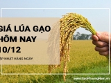 Giá lúa gạo hôm nay ngày 10/12/2023: Giá hôm nay duy trì ổn định