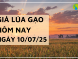 Giá Lúa Gạo Hôm Nay Ngày 10/7/2025: Giá Lúa Gạo Tiếp Tục Trái Chiều