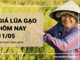 Giá lúa gạo hôm nay ngày 11/05/2024: Giá gạo xuất khẩu điều chỉnh tăng 2 – 10 USD/tấn