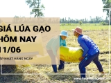 Giá lúa gạo hôm nay ngày 11/06/2024: Giá gạo tăng nhẹ 50-100 đồng/kg