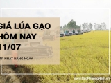 Giá lúa gạo hôm nay ngày 11/07/2024: Gạo nguyên liệu IR 504 tiếp tục giảm