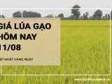 Giá lúa gạo hôm nay ngày 11/08/2024: Thị trường giao dịch cầm chừng, giá lúa neo ở mức cao