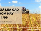 Giá lúa gạo hôm nay ngày 11/09/2024:  Giá lúa, giá cám đồng loạt giảm nhẹ