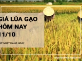 Giá lúa gạo hôm nay ngày 11/10/2024: Giá lúa duy trì ổn định. Thị trường giao dịch chậm