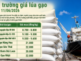 Giá lúa gạo hôm nay 11/6/2026: Gạo nguyên liệu tăng nhẹ