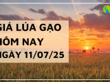 Giá Lúa Gạo Hôm Nay Ngày 11/7/2025: Giá Lúa Tiếp Tục Tăng