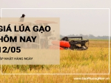 Giá lúa gạo hôm nay ngày 12/05/2024: Trong tuần qua, giá các loại lúa gạo tăng giảm trái chiều