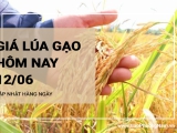 Giá lúa gạo hôm nay ngày 12/06/2024: Xu hướng đi ngang với lúa