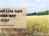 Giá lúa gạo hôm nay ngày 12/07/2024: Giá lúa duy trì đi ngang