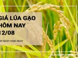 Giá lúa gạo hôm nay ngày 12/08/2024:  Giá gạo tăng 50 -100 đồng/kg