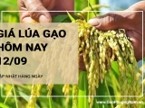 Giá lúa gạo hôm nay ngày 12/09/2024:  Giá lúa tăng, giảm trái chiều