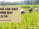 Giá lúa gạo hôm nay ngày 12/10/2024:  Điều chỉnh với mặt hàng gạo. Giá lúa duy trì ổn định