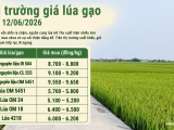 Giá lúa gạo hôm nay 12/6/2026: Gạo nguyên liệu xuất khẩu giảm nhẹ