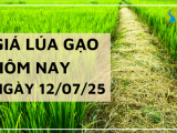 Giá Lúa Gạo Hôm Nay Ngày 12/7/2025: Giá Lúa Tươi Khởi Sắc