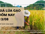 Giá lúa gạo hôm nay ngày 13/08/2024: Mặt hàng lúa trong nước tăng mạnh từ 300 - 900 đồng/kg